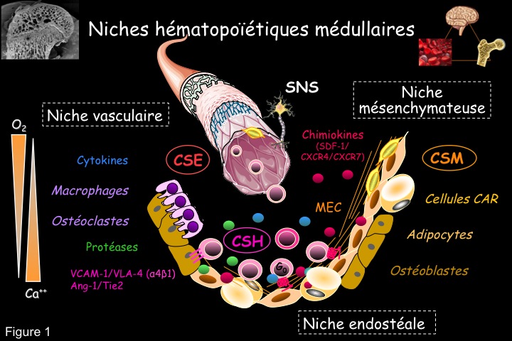Fig1 Niches hematopoietiques